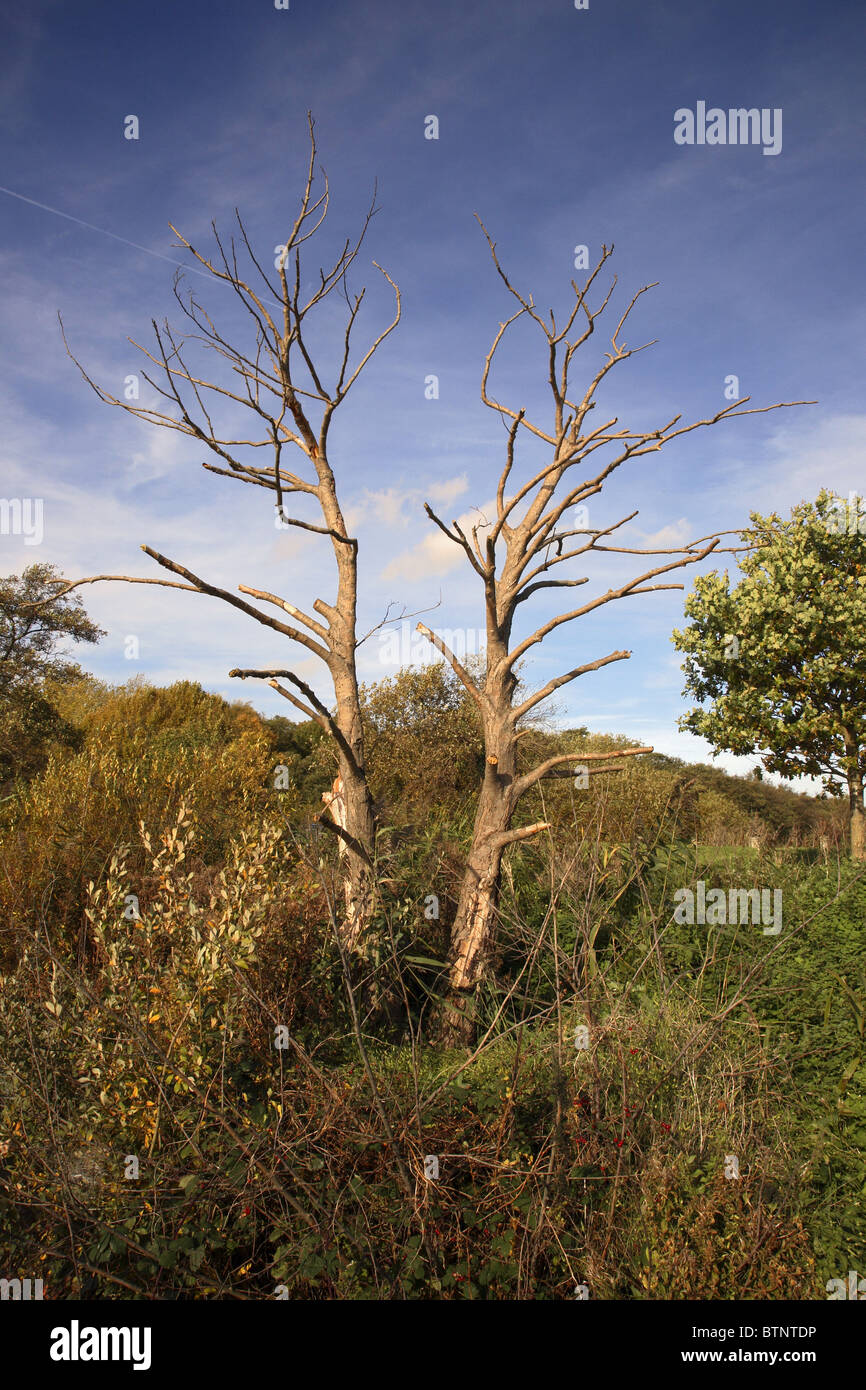 Árbol muerto. Foto de stock