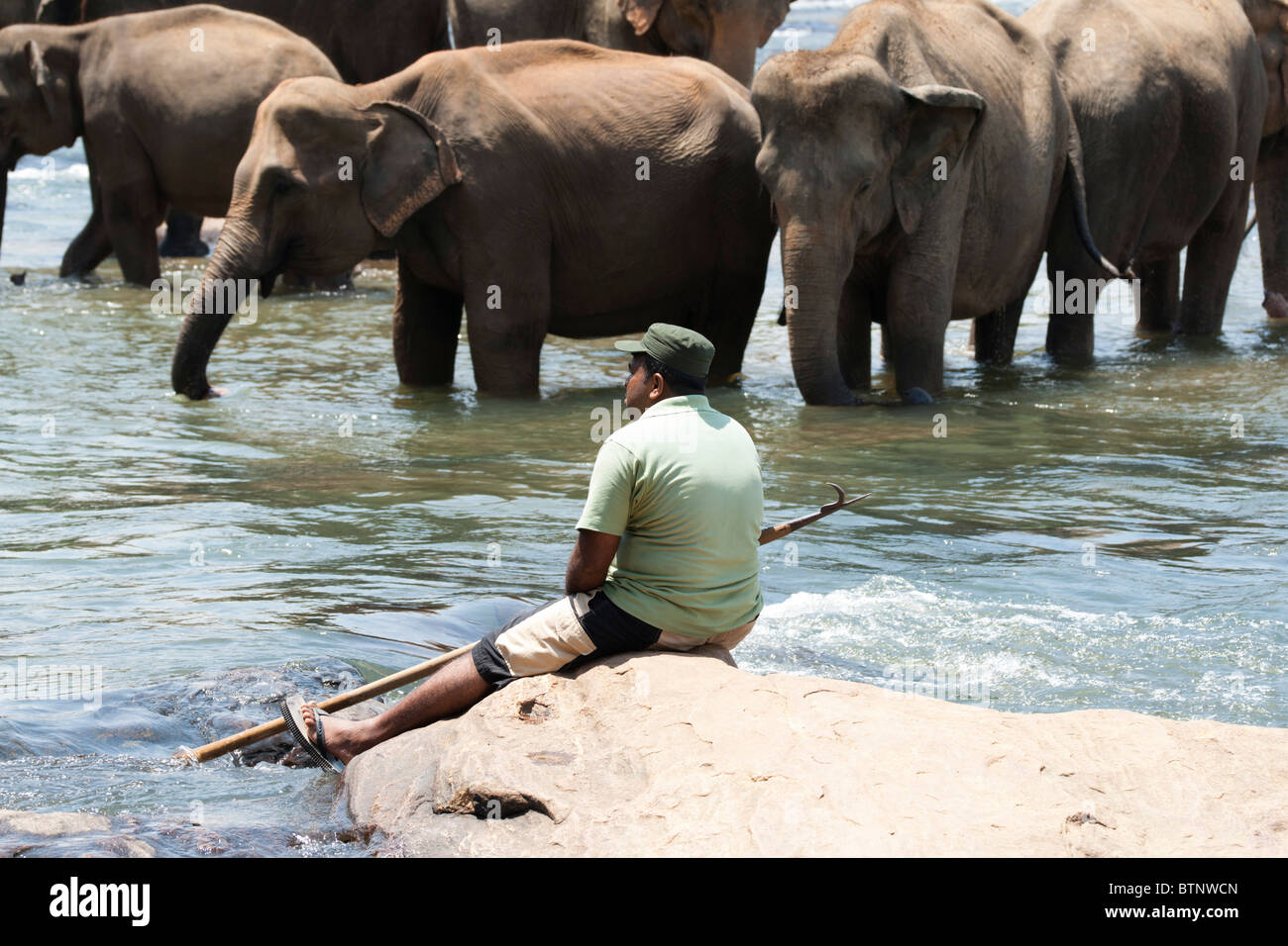 Mahout con elefantes en Pinnawela orfanato de elefantes, Sri Lanka Foto de stock