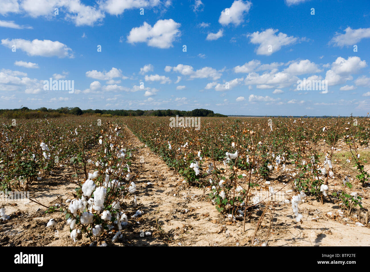 Los campos de algodón cerca de Jackson en el centro de Mississippi, EE.UU. Foto de stock