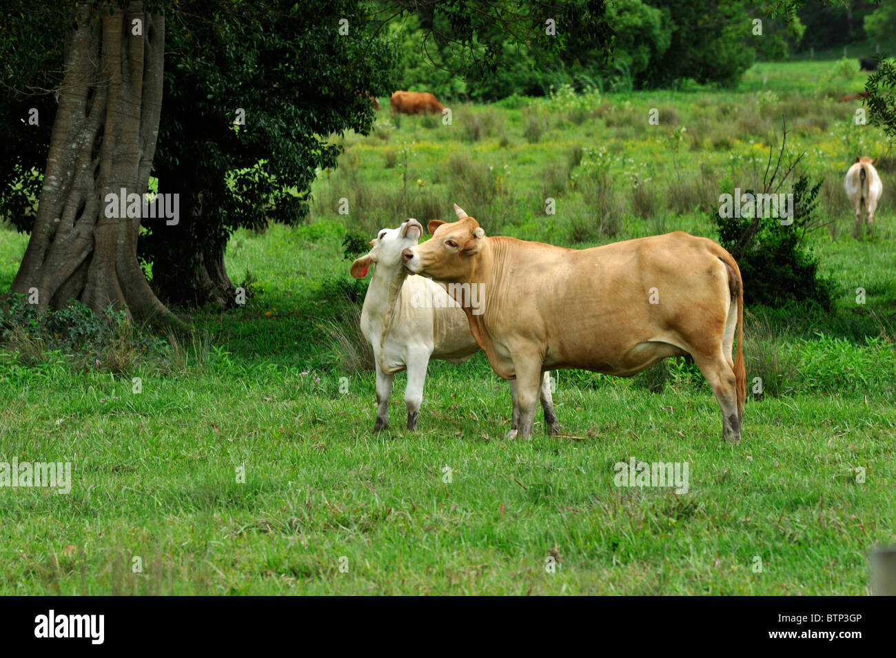 Una vaca muestra amor por su ternera como ella limpia y lame a su bebé Foto de stock