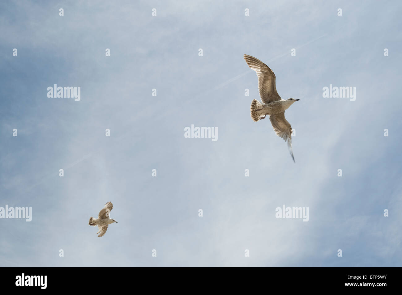 Las gaviotas volando, Devon, Reino Unido. Foto de stock