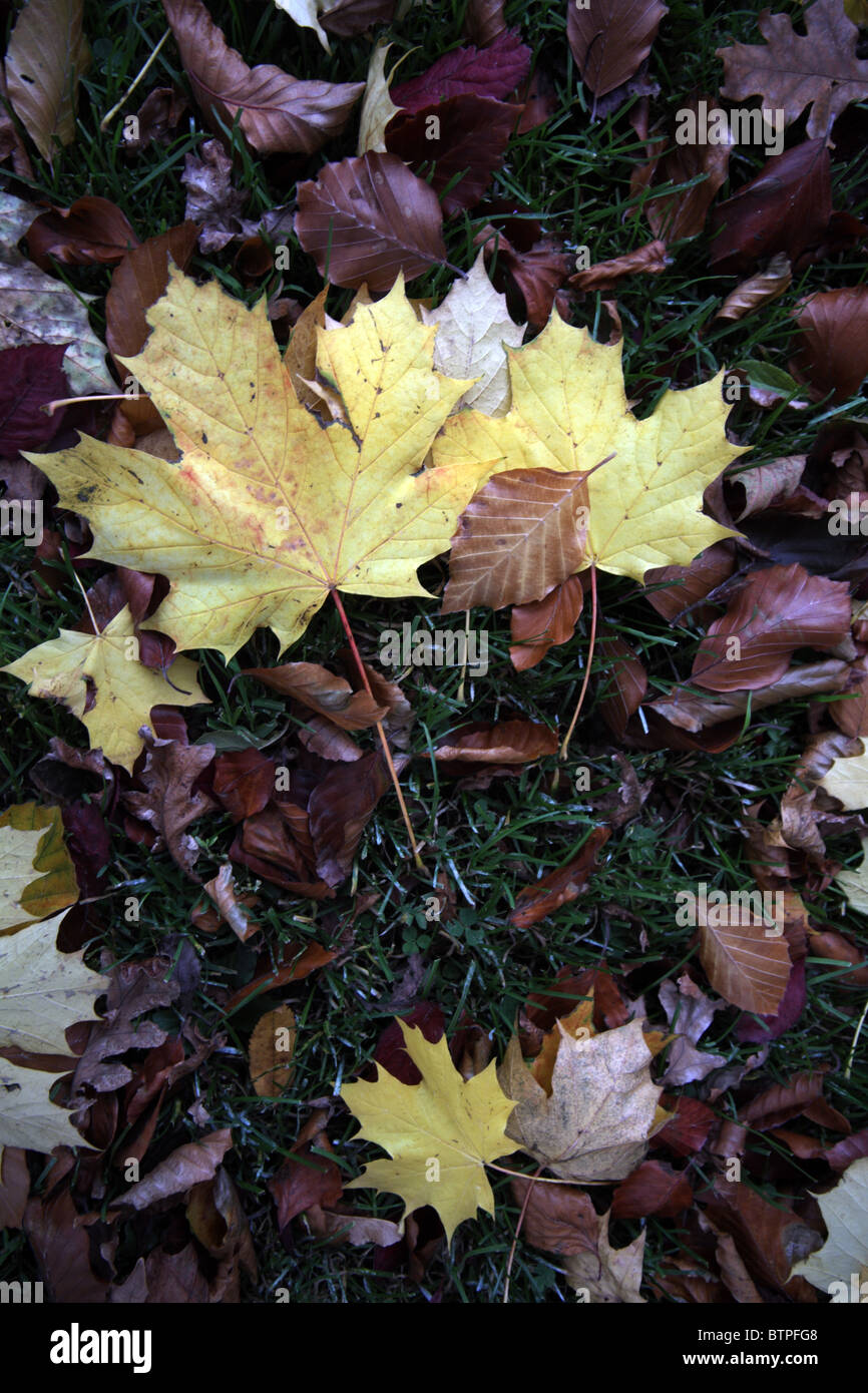 Hojas de otoño sobre el piso del bosque Foto de stock