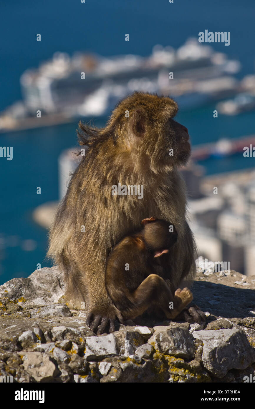 Simios Barbary Apes Peñón de Gibraltar el macaco Macaca Sylvanus Foto de stock