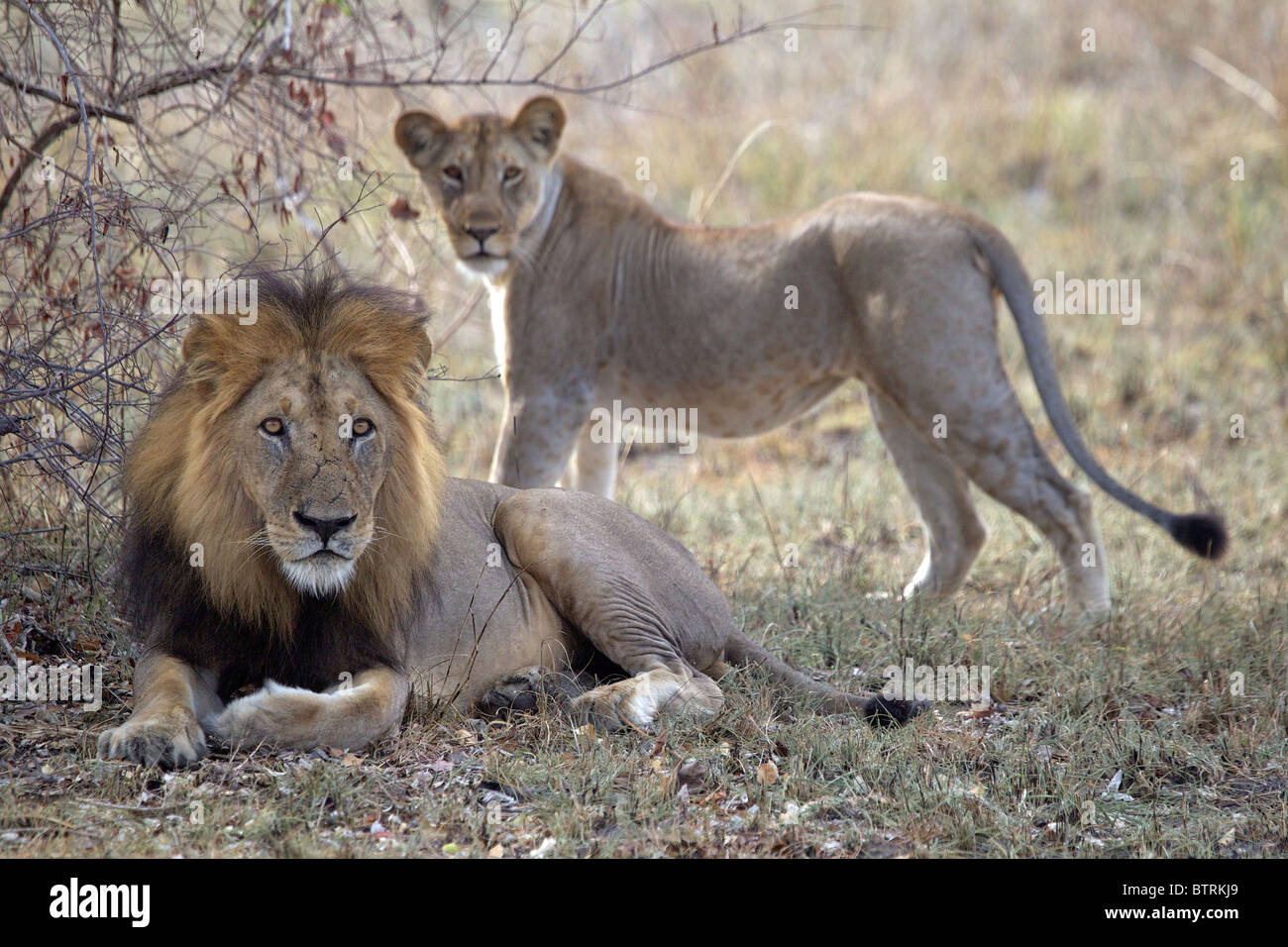 León Africano MACHO Y HEMBRA ( Panthera leo ) Parque Nacional Saadani Tanzania Foto de stock