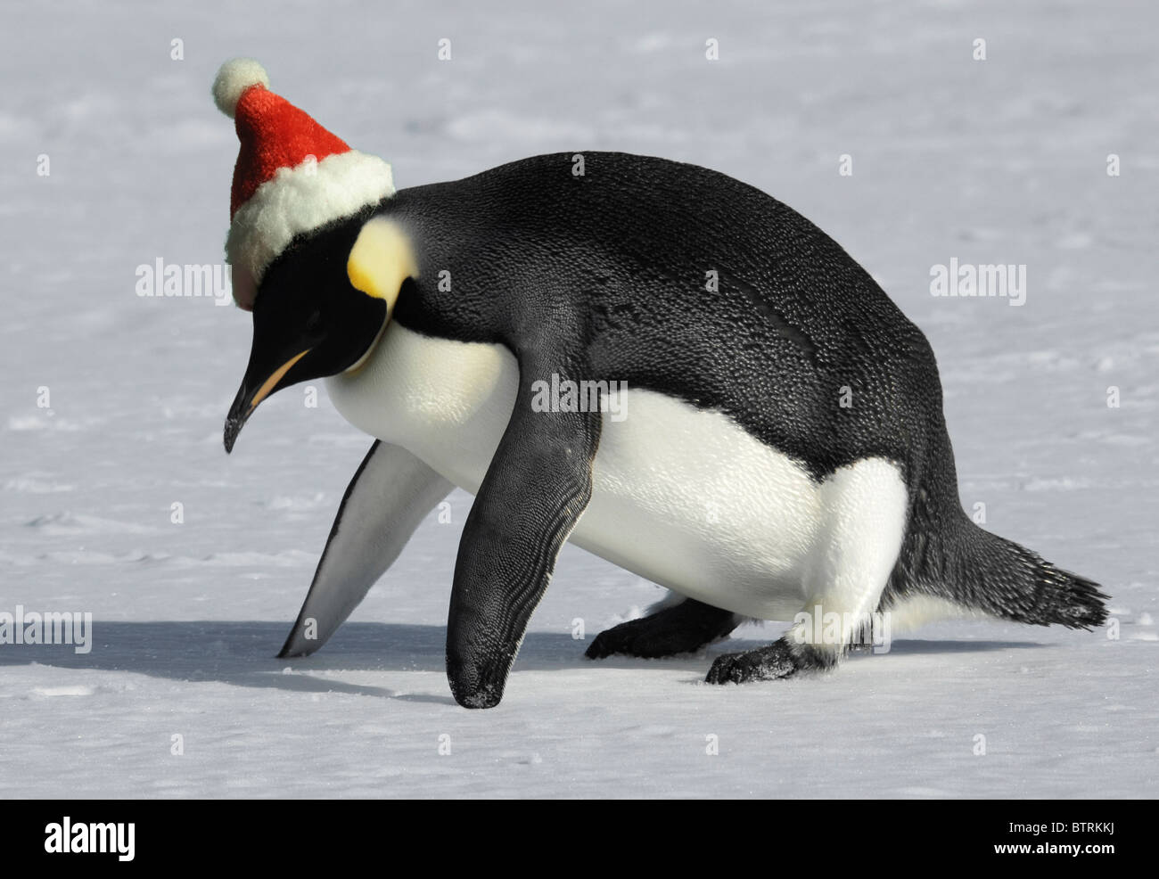 Pingüino con sombrero fotografías e imágenes de alta resolución - Alamy