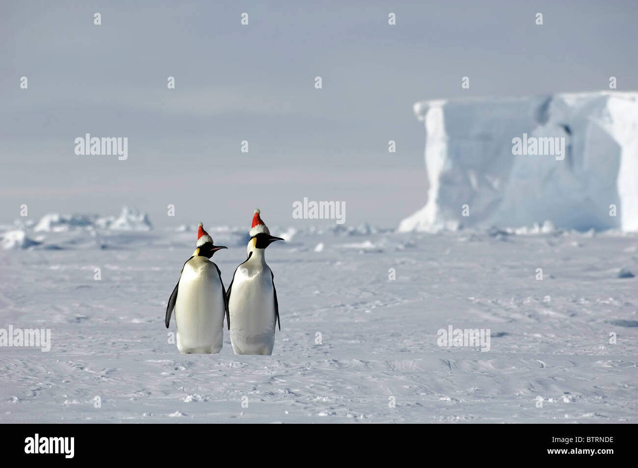 Navidad sobre hielo con un par de pingüinos Foto de stock
