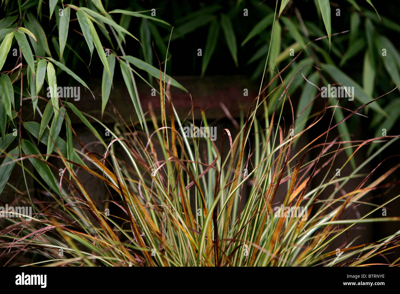 Carex hierba "Evergold" y bambú Fargesia murieliae 'Simba' Foto de stock