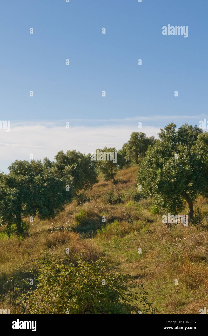 Paisaje en el Cilento, en el sur de Italia Foto de stock