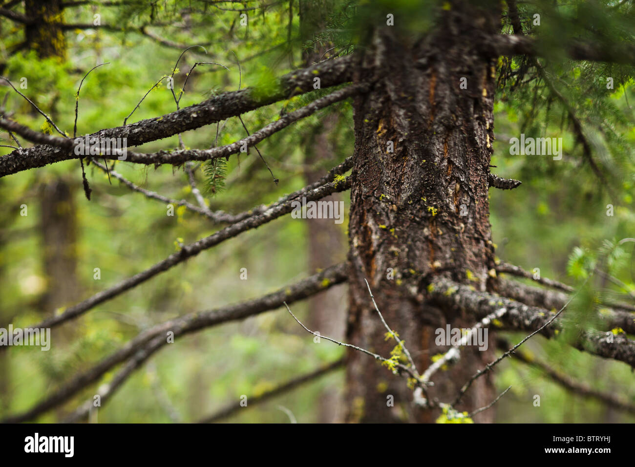 Centrando la vista de un árbol y ramas en un bosque. Cascadas oriental del estado de Washington, EE.UU.. Foto de stock
