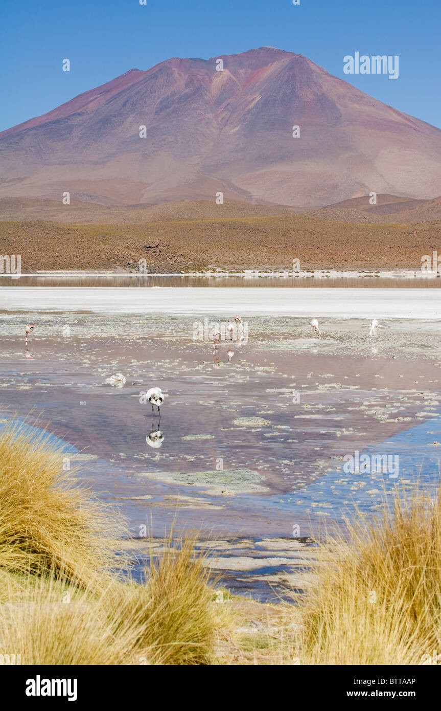 Laguna Hedionda, Lago pestilente, Altiplano superficial Salt Lake, Potosí, Bolivia Foto de stock