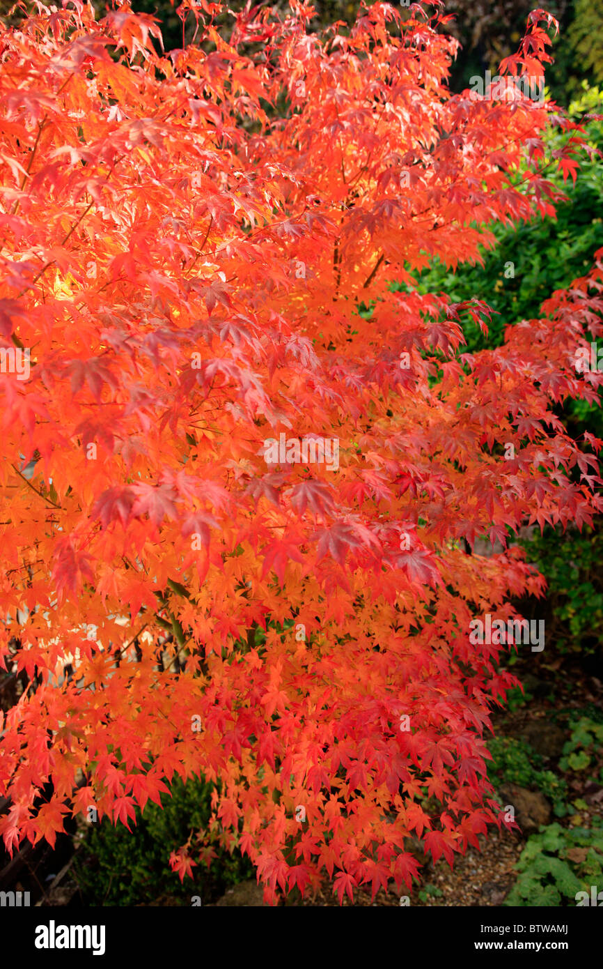 Arce japonés Acer Palmatum Osakazuki. Muy conocido por sus hojas de