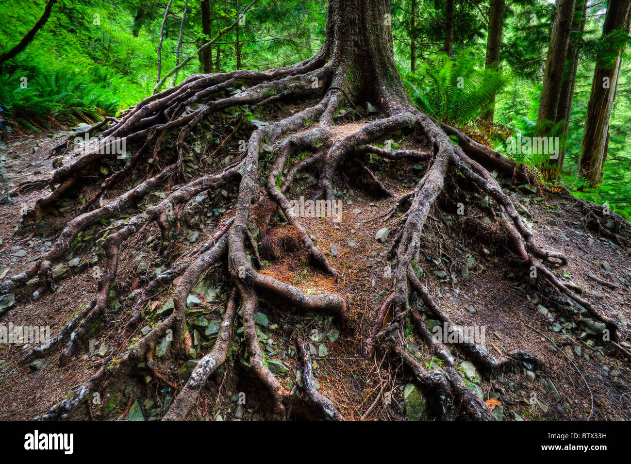 Expone las raíces de los árboles. Cascadas de Washington. Foto de stock