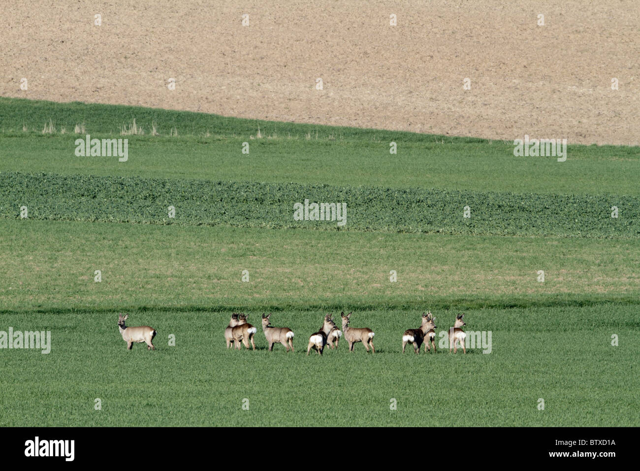 El corzo (Capreolus capreolus), el rebaño en tierras cultivables, Alemania Foto de stock