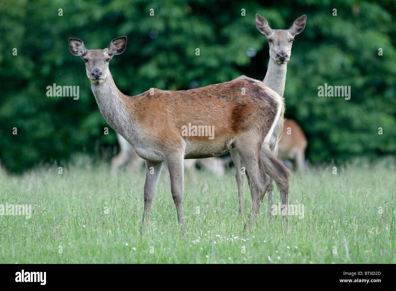Ciervo rojo (Cervus elaphus), dos ciervas en alerta, Alemania Foto de stock