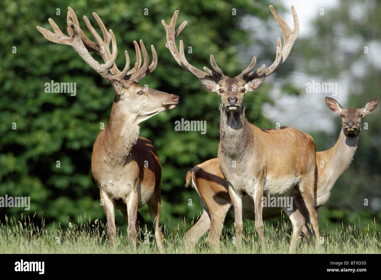 Ciervo rojo (Cervus elaphus), dos ciervos con hind, Alemania Foto de stock