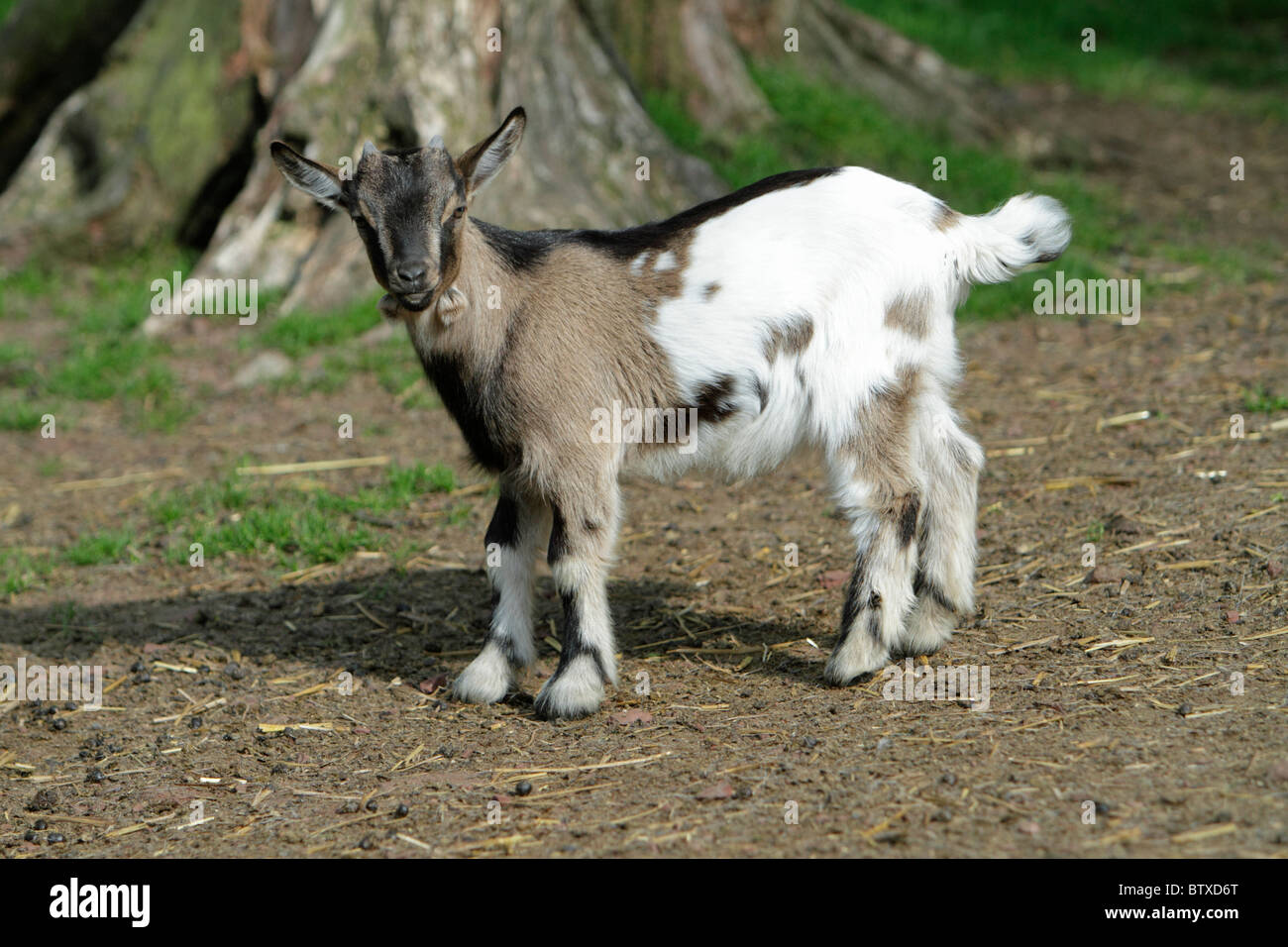 Cabra doméstica, niño o joven animal, Alemania Foto de stock
