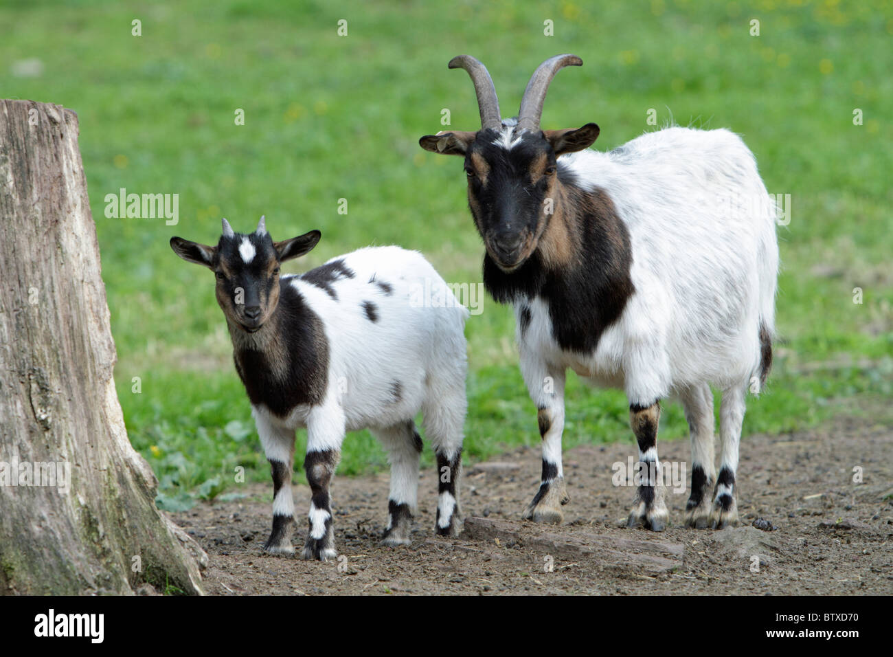 Cabra doméstica, niño o joven animal con la madre, Alemania Foto de stock