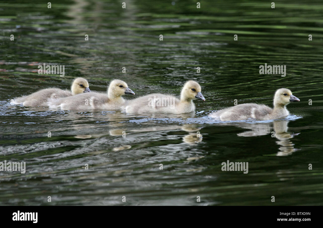 Graylag Goose (Anser anser), goslings nadar en el lago, Alemania Foto de stock