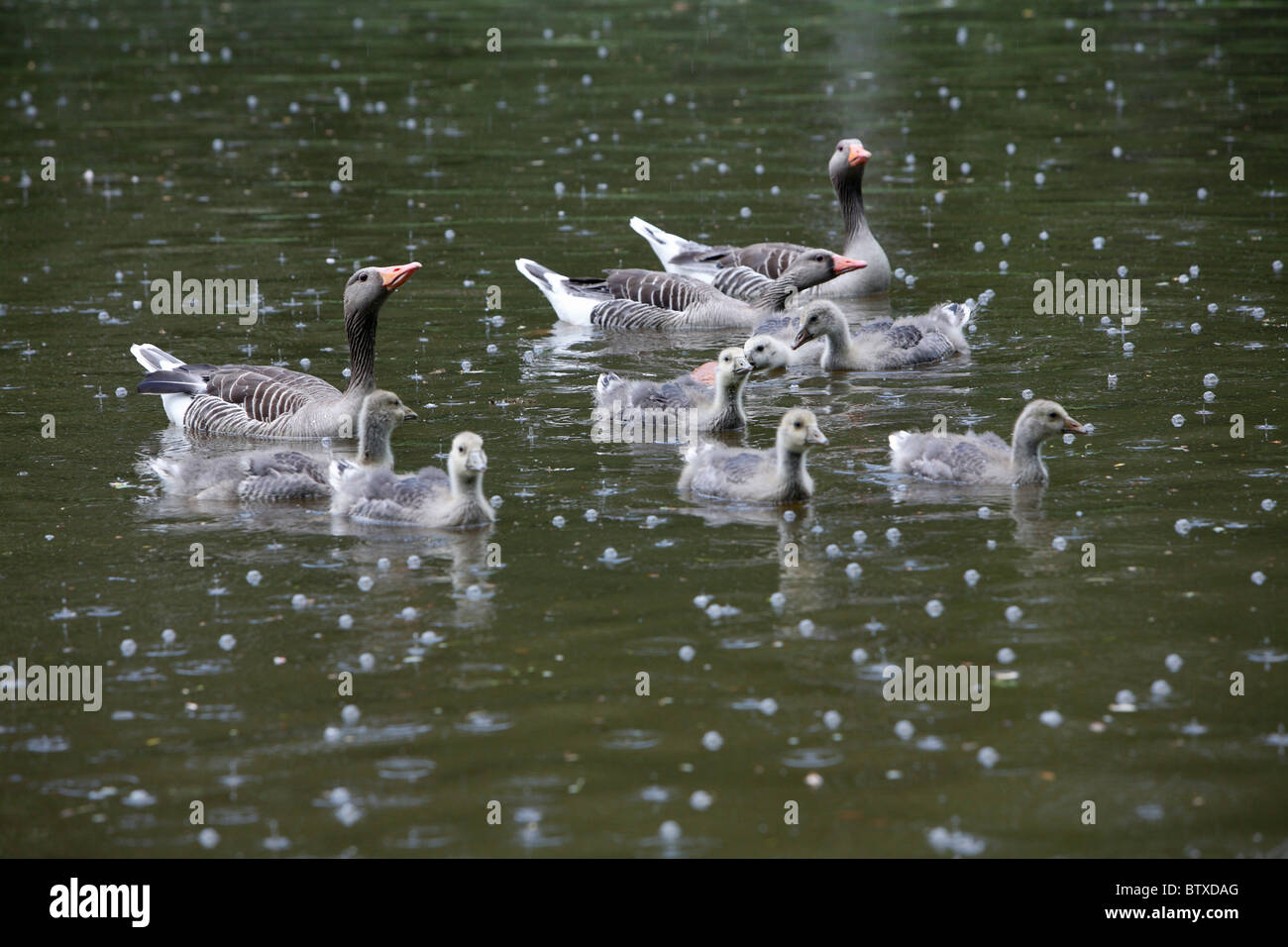 Graylag Goose (Anser anser), matriz de aves con goslings nadar en el lago, Alemania Foto de stock