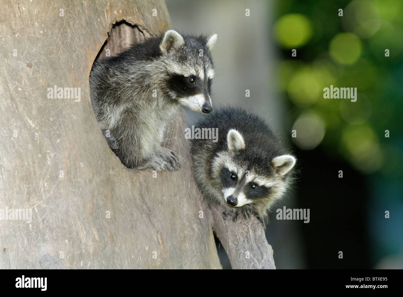 Mapache (Procyon lotor), dos animales bebe sentado en frente de den entrada en tocón de árbol, Alemania Foto de stock