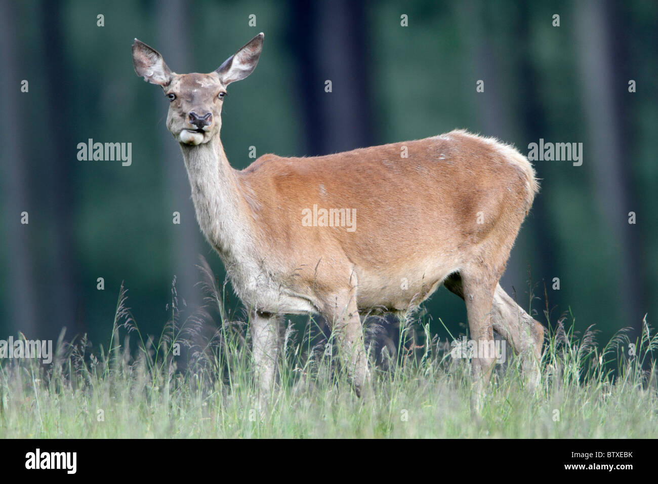 Ciervo rojo (Cervus elaphus), hind pararse en la pradera, Alemania Foto de stock