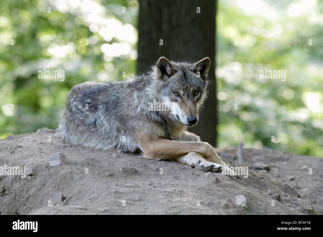 Lobo, canis lupus), descansando con patas delanteras cruzadas, Alemania Foto de stock