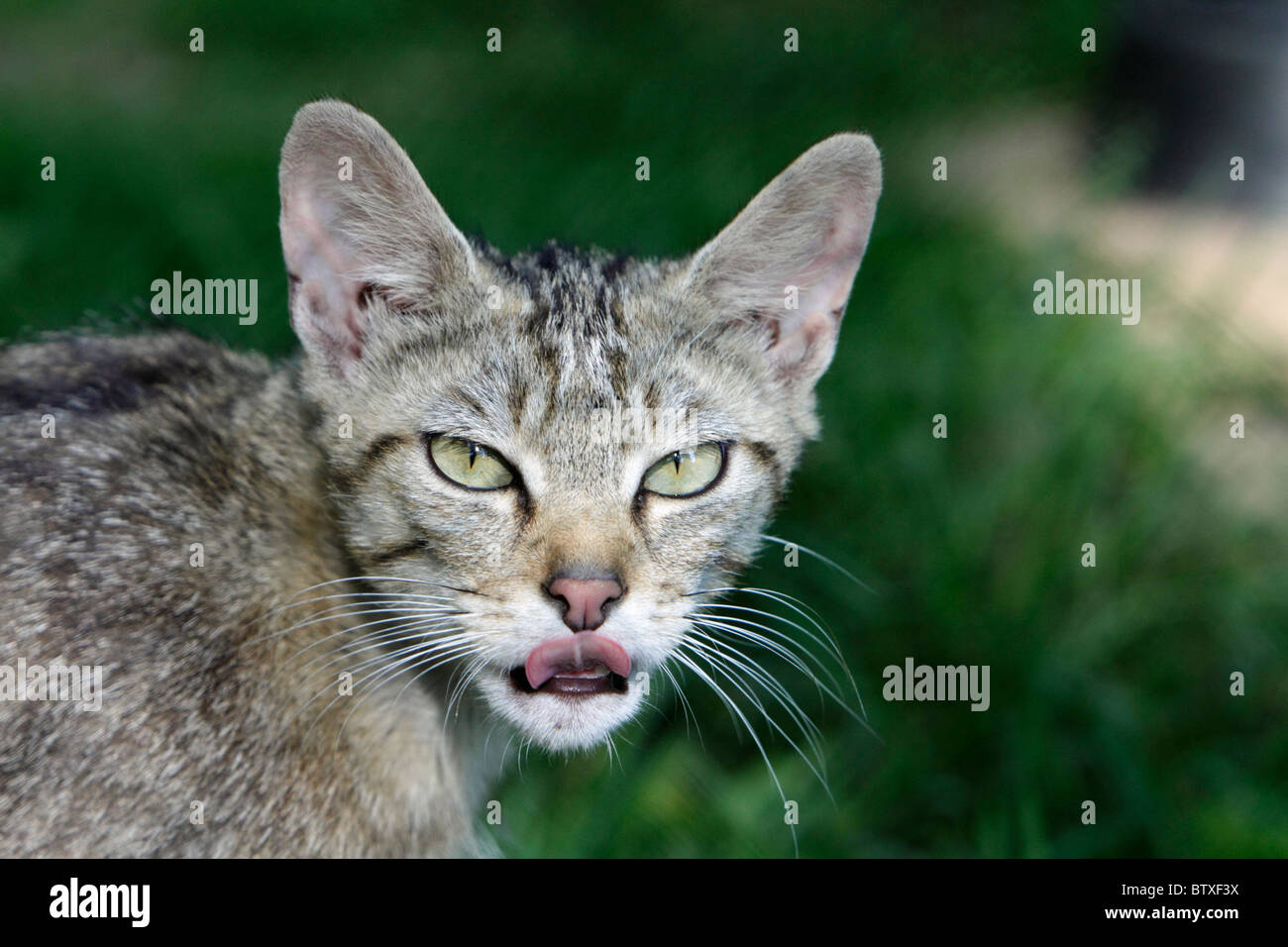 Gato Montés (Felis silvestris), retrato del animal, Alemania Foto de stock