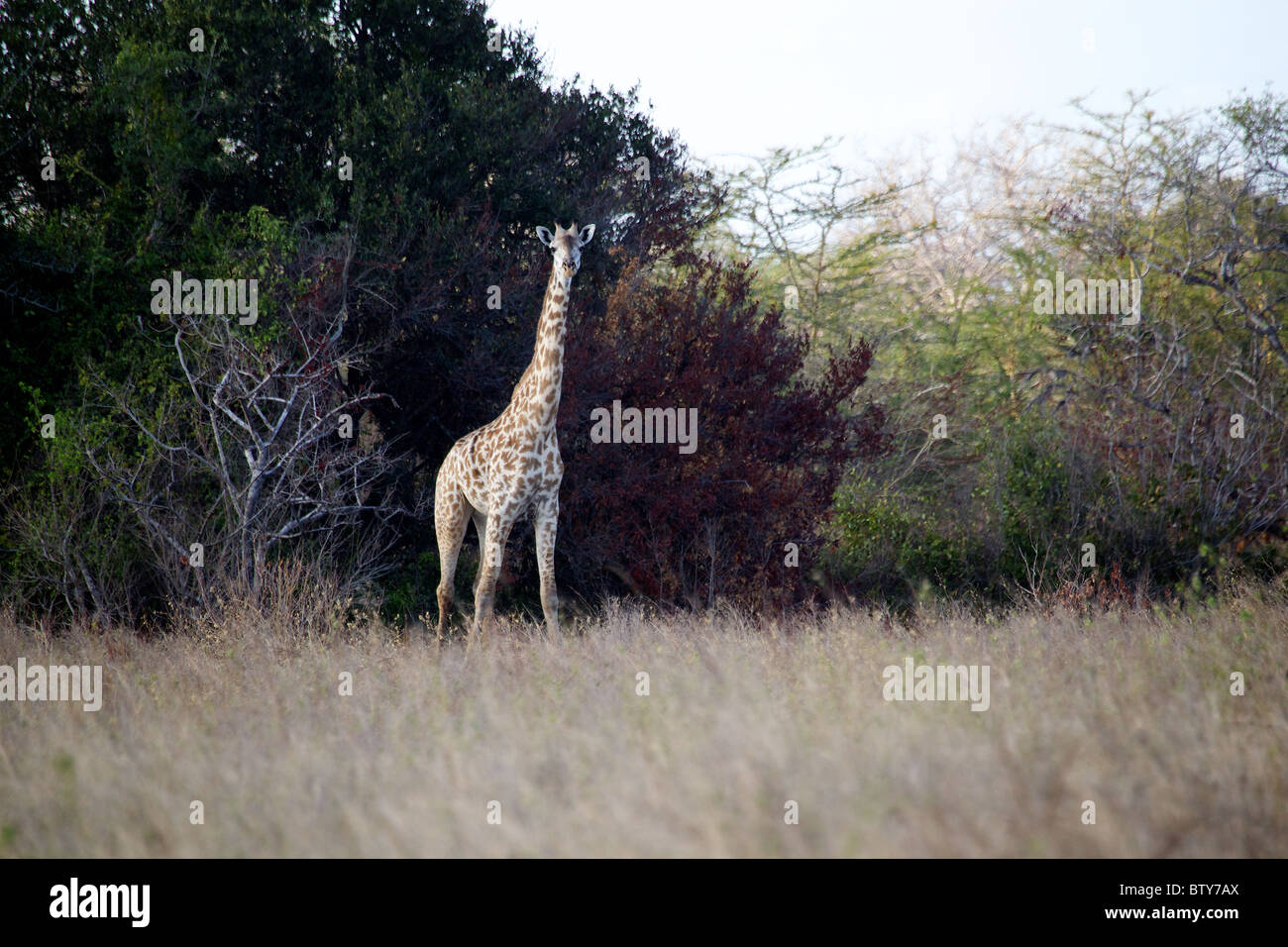 Jirafa masai ( Giraffa camelopardalis tippelskirchi ) Parque Nacional Saadani Tanzania Foto de stock