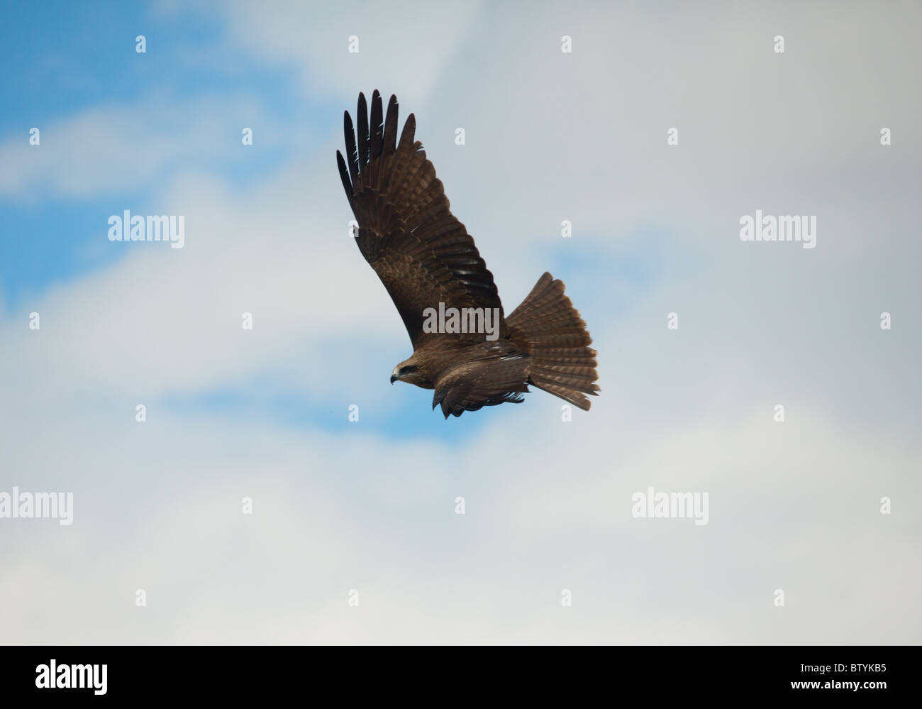 Ave rapaz naturaleza animal silvestre de plumas de águila marrón cetrería buzzard vertebrados fuera Pico de Halcón cortar cielo volando mirando una mosca Foto de stock
