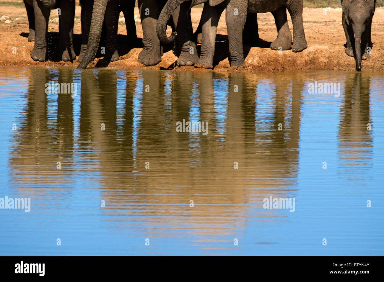 Una familia sedientos de elefante grande beber agua fresca en un gran charco. La recién nacida de la derecha es arriesgarse a meterse en el agua... Foto de stock