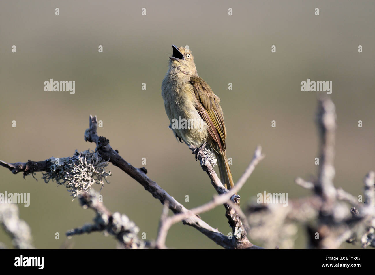Pájaro cantando desde su puesto de canción Foto de stock