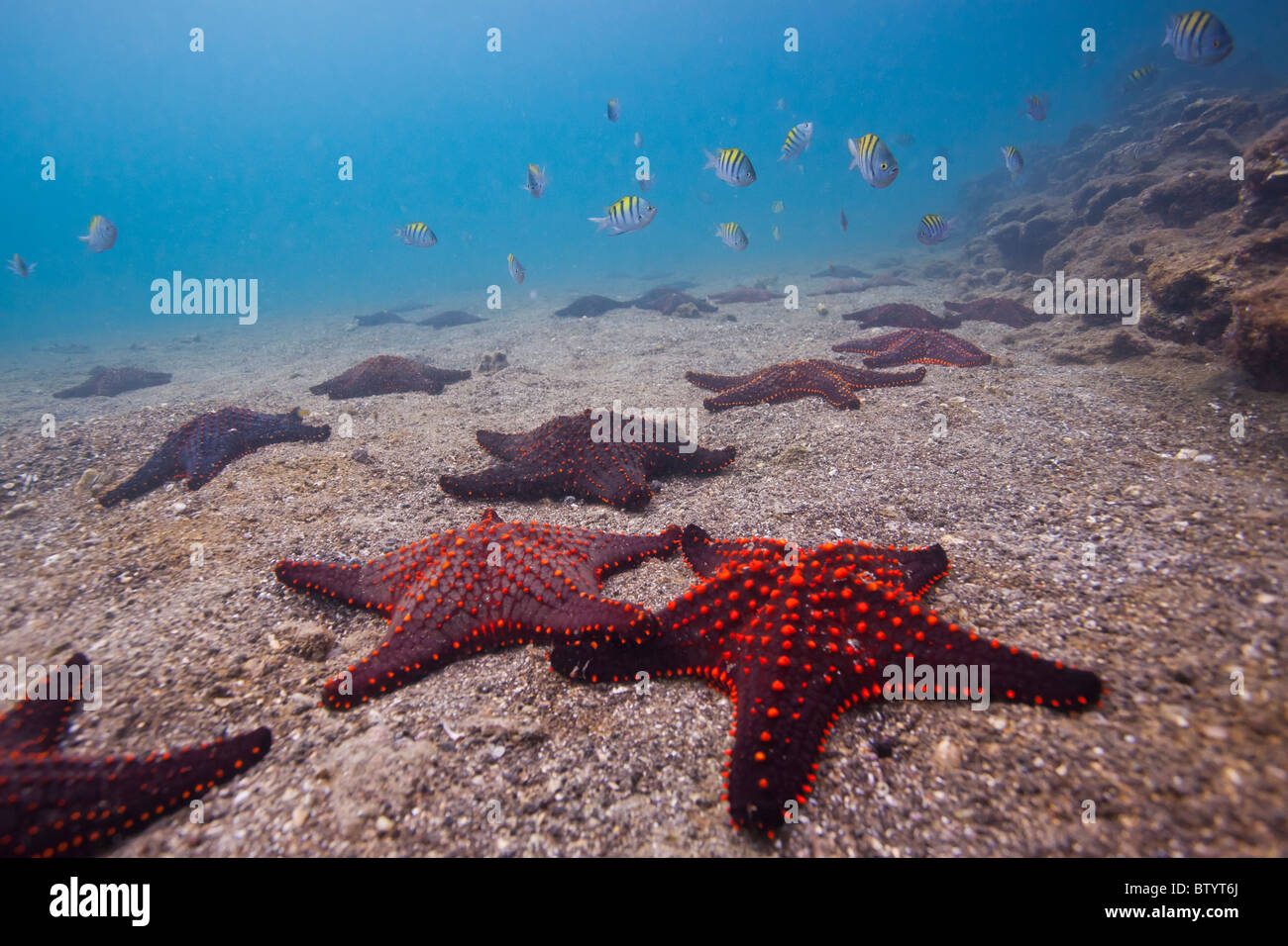 Coloridas estrellas de mar en el suelo oceánico, Bartolomé Isla, Islas Galápagos, Ecuador Foto de stock