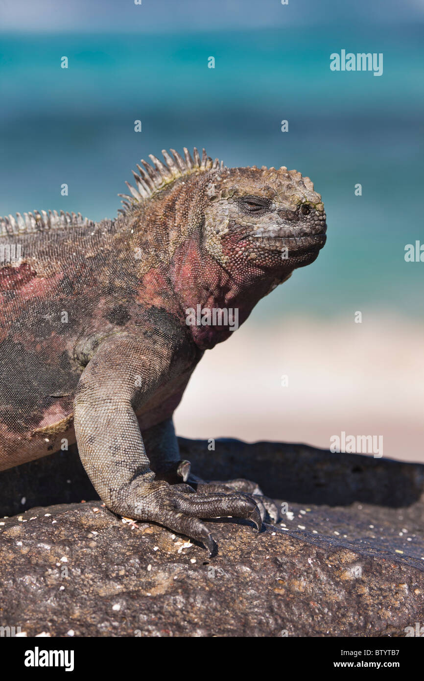 Únicamente los colores rojo y verde, iguanas marinas, Punta Suárez, Isla Española, Las Islas Galápagos, Ecuador. Foto de stock