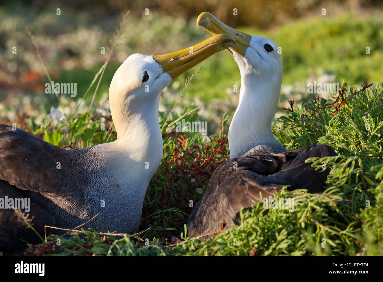 Par de anidación de albatros, Punta Suárez, Isla Española, Las Islas Galápagos, Ecuador. Foto de stock