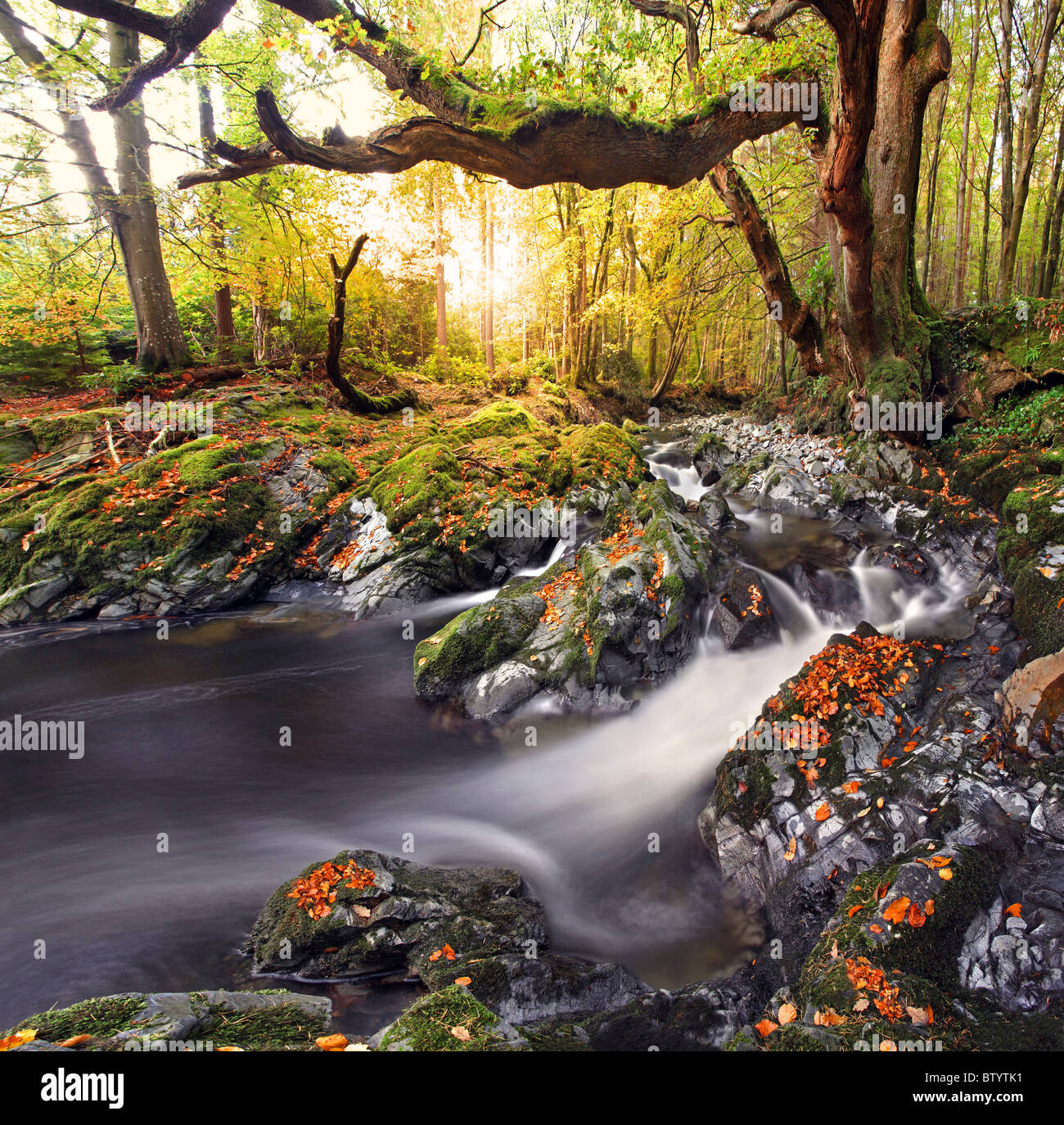 Tollymore park, Irlanda del Norte. Foto de stock