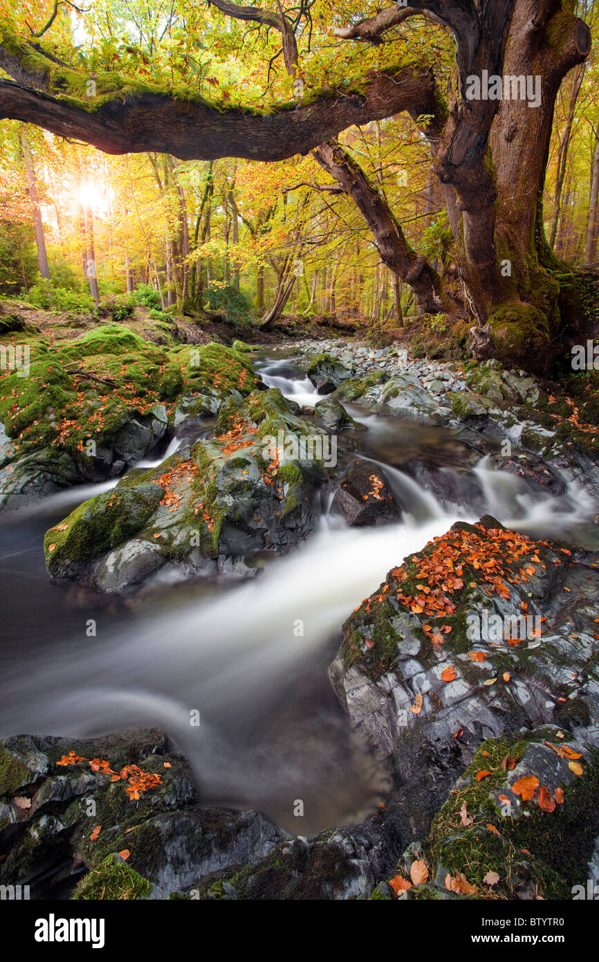 Tollymore park, Irlanda del Norte. Foto de stock