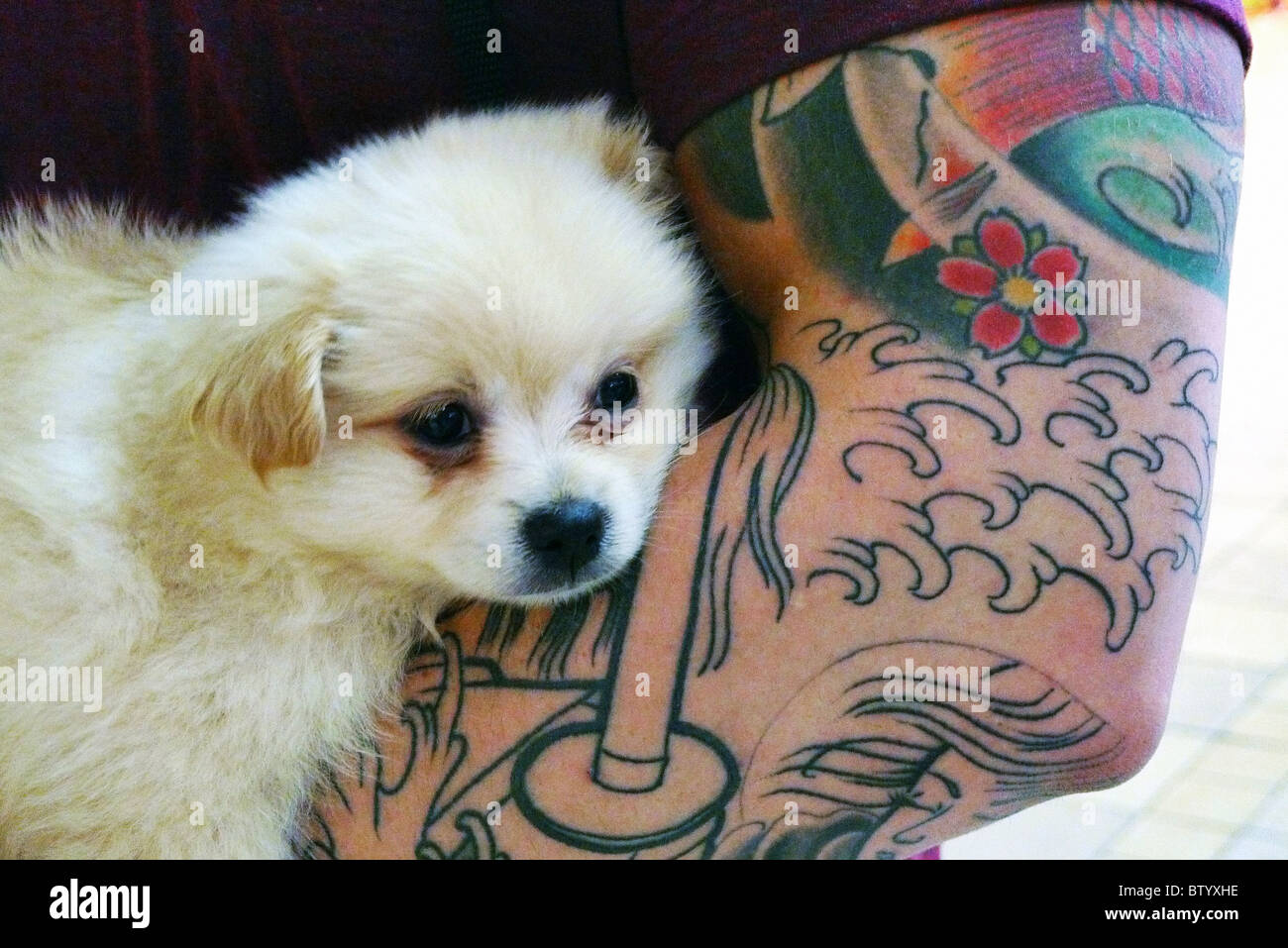 Tipo duro con tatuajes sosteniendo un bebé perro. Foto de stock