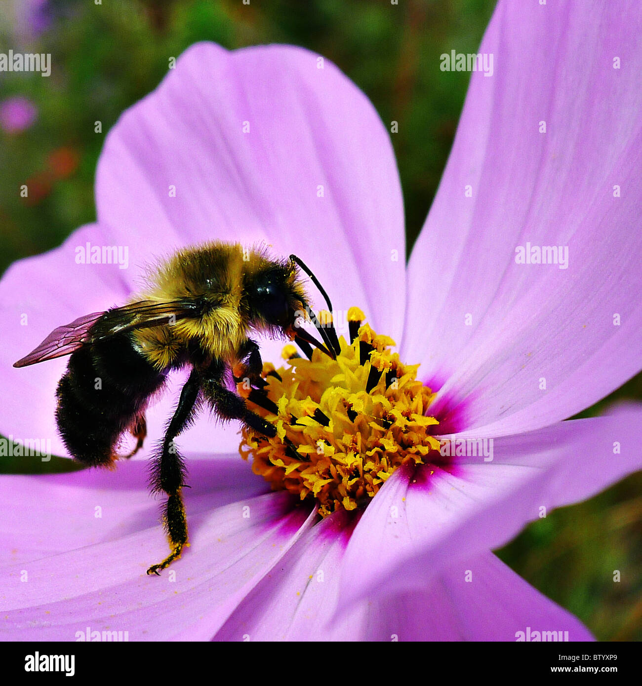 Una sola abeja polinizando una flor de primavera. Foto de stock