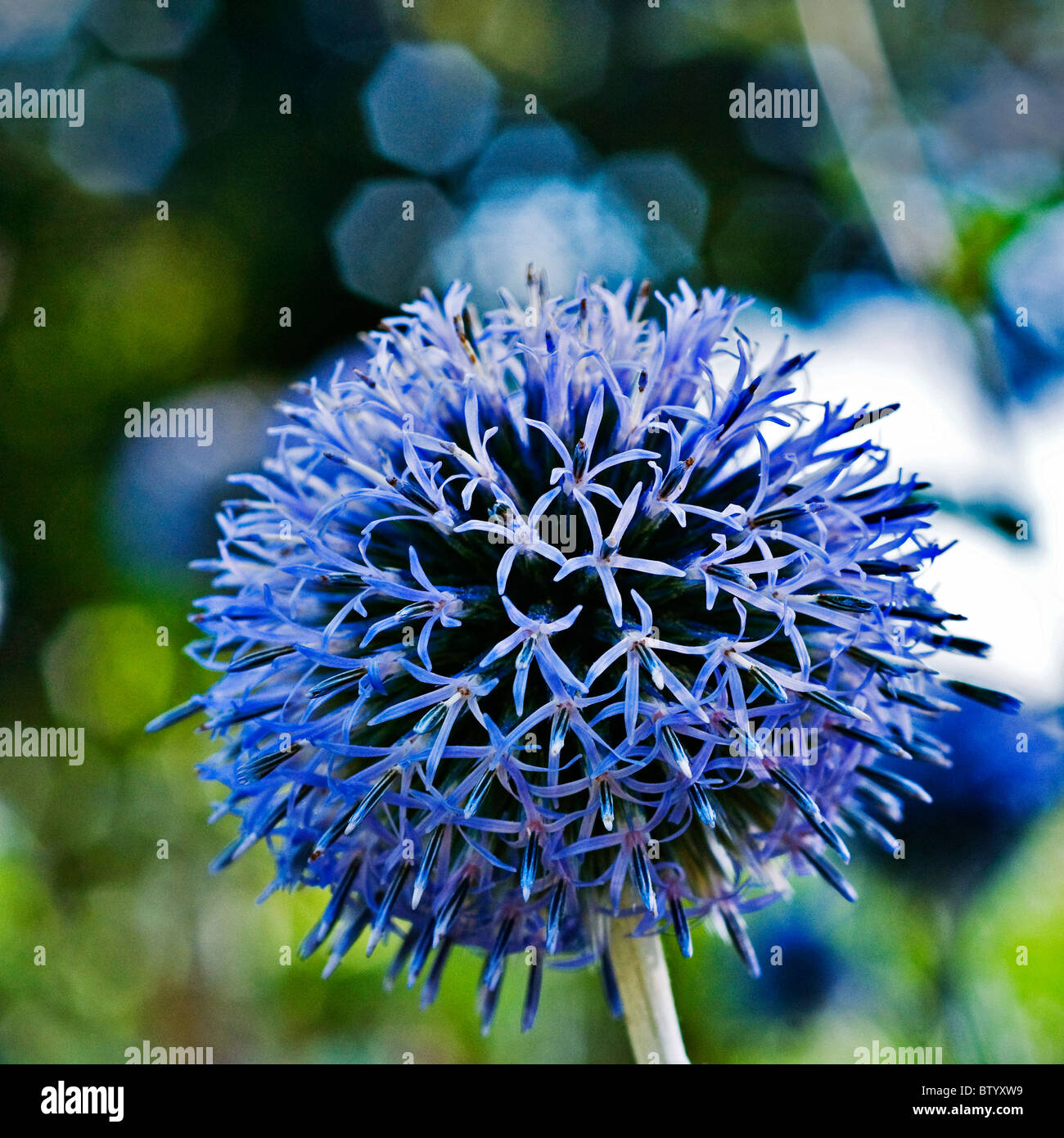 Flor morada redonda fotografías e imágenes de alta resolución - Alamy