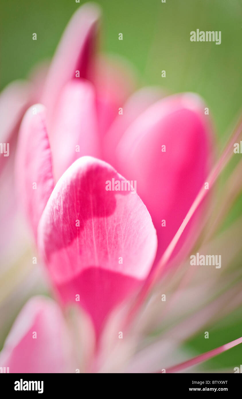 Close-up de rosa flores de primavera. Foto de stock