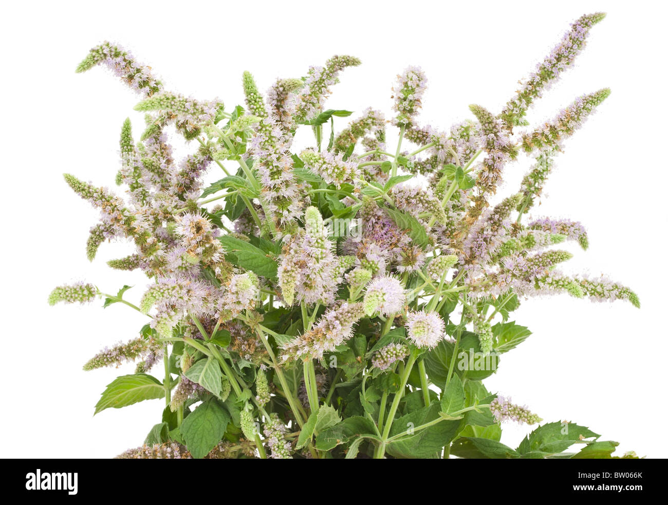 Peppermint bush fotografías e imágenes de alta resolución Alamy