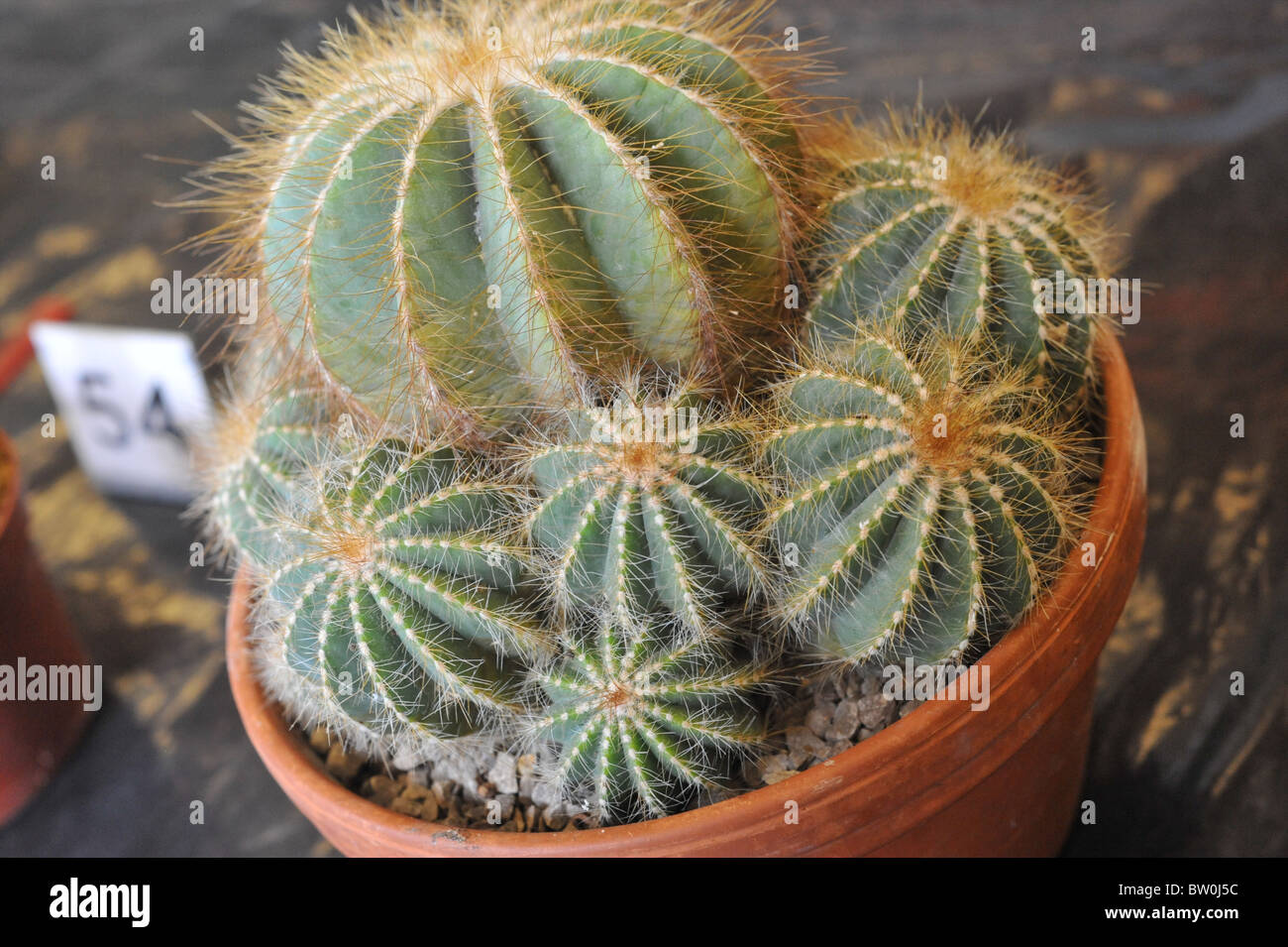 Cactus en maceta en show Foto de stock