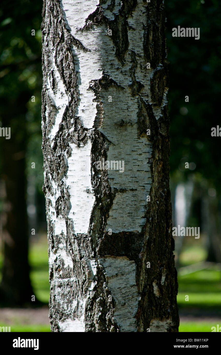 Bois, fôret et tronc de bouleau bosque madera y tronco de abedul Foto de stock