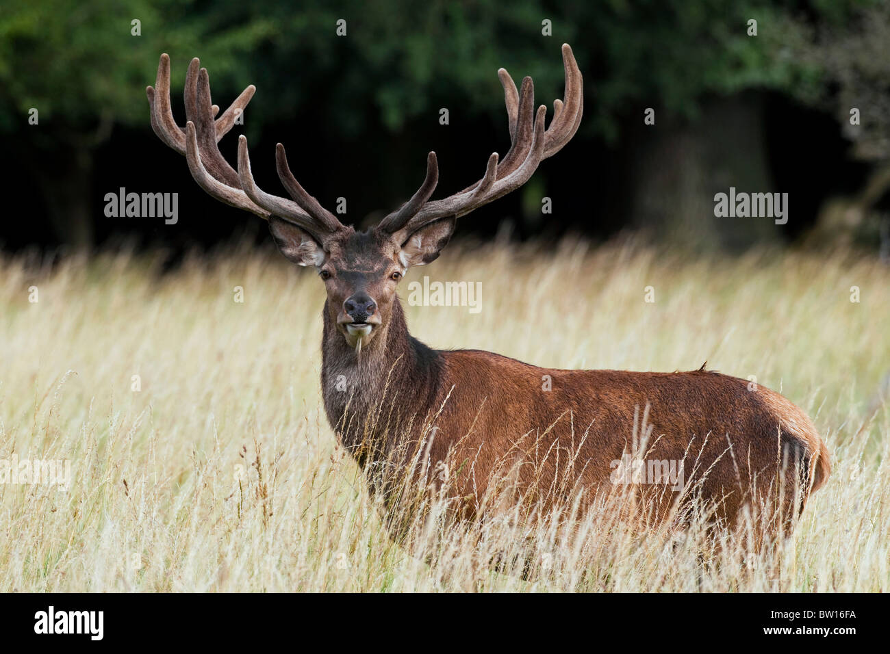 Ciervo el ciervo colorado (Cervus elaphus) con cuernos cubiertos de terciopelo en verano, Dinamarca Foto de stock