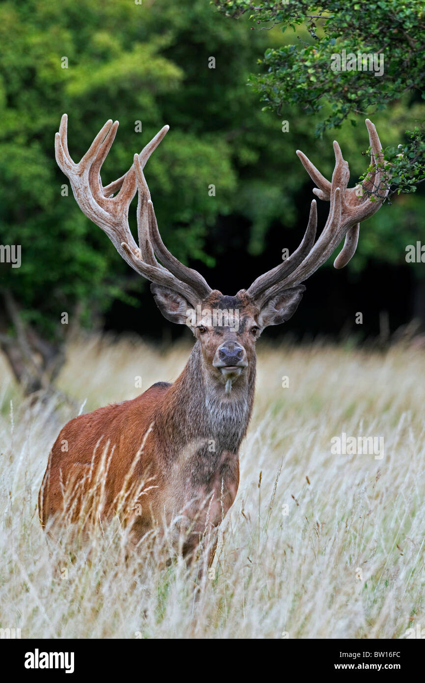 Ciervo el ciervo colorado (Cervus elaphus) con cuernos cubiertos de terciopelo en verano, Dinamarca Foto de stock