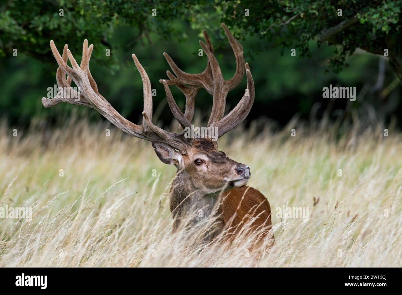 Ciervo el ciervo colorado (Cervus elaphus) con cuernos cubiertos de terciopelo en verano, Dinamarca Foto de stock