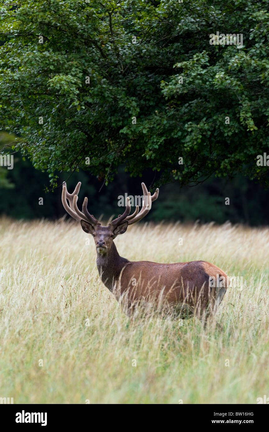 Ciervo el ciervo colorado (Cervus elaphus) con cuernos cubiertos de terciopelo en verano, Dinamarca Foto de stock