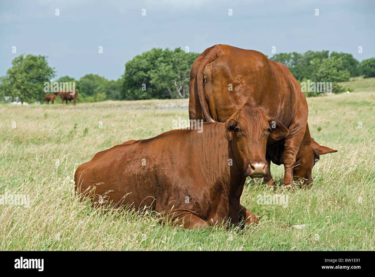 Dos vacas tendido en un campo. Uno es el pastoreo sobre la hierba en la espalda con la otra está tumbado en la parte delantera mirando a la cámara Foto de stock