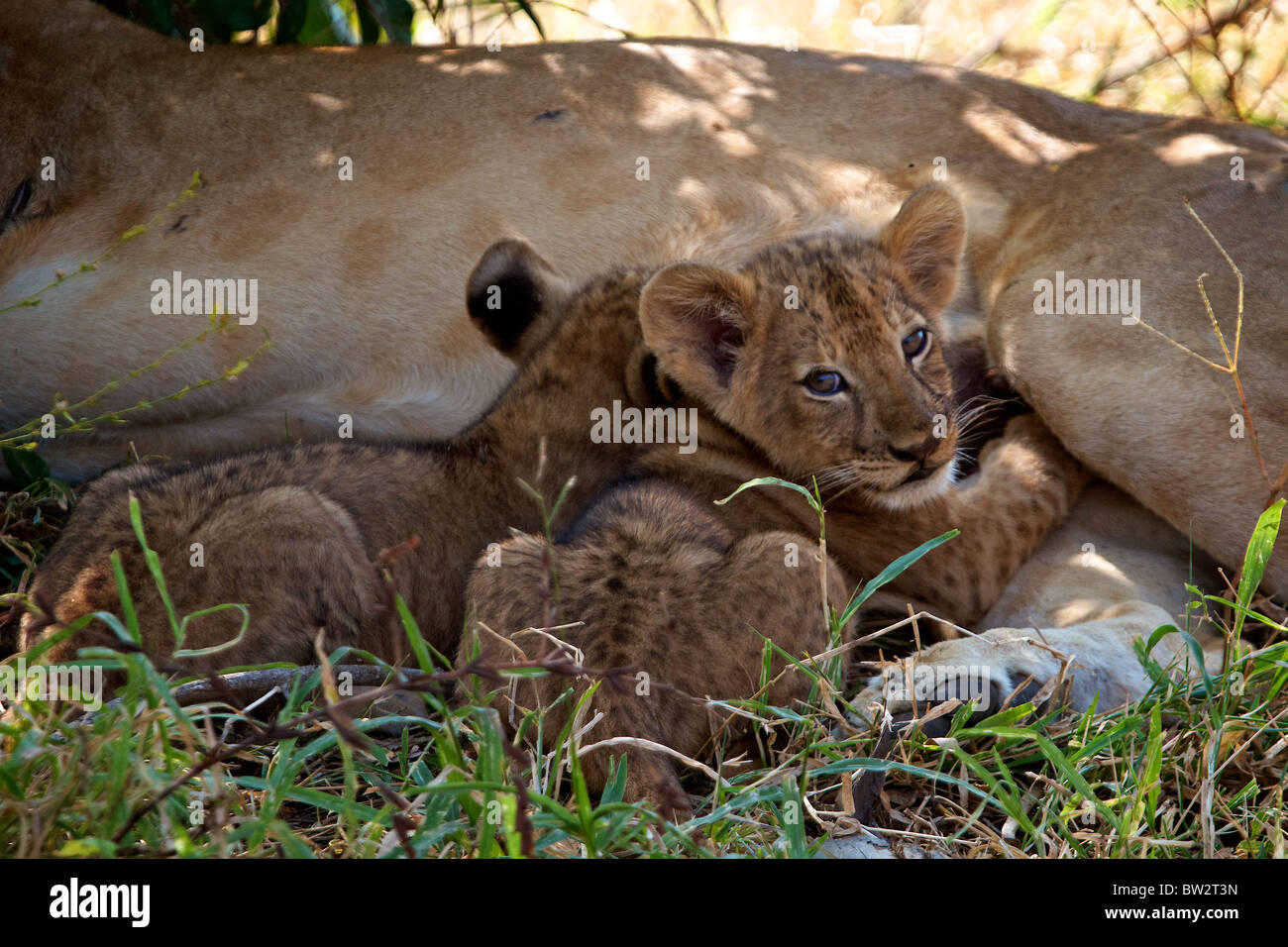 Cochinillo de cachorros de león LEÓN ( Panthera leo ) Selous National Park Tanzania Foto de stock