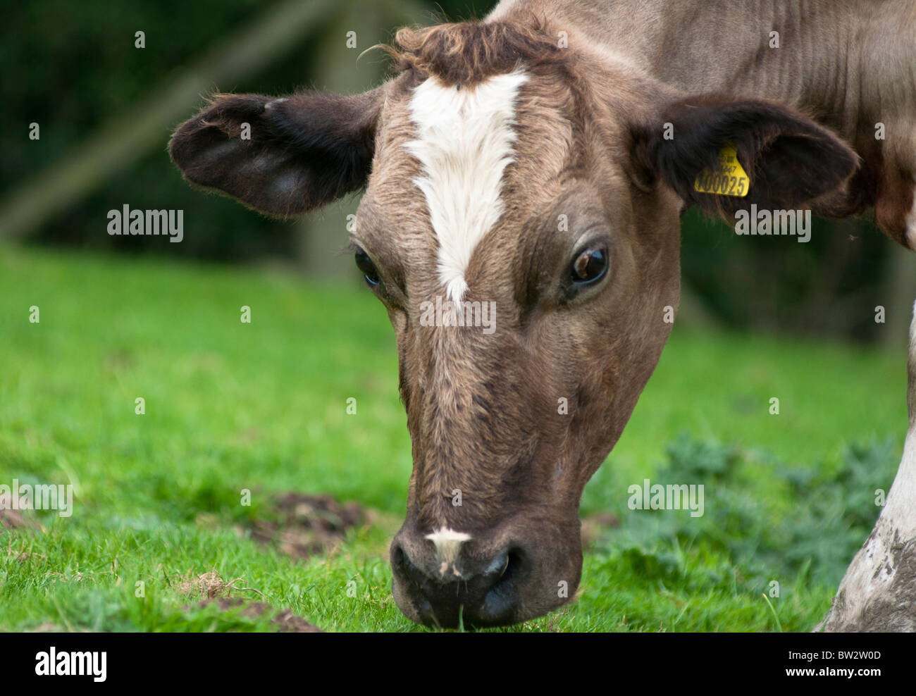Una vaca de cerca en un campo Peak District Foto de stock